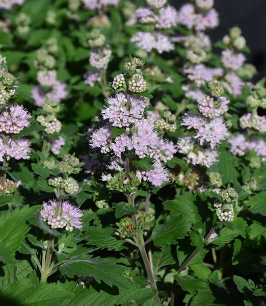 Caryopteris clandonensis 'Pavilion Pink'